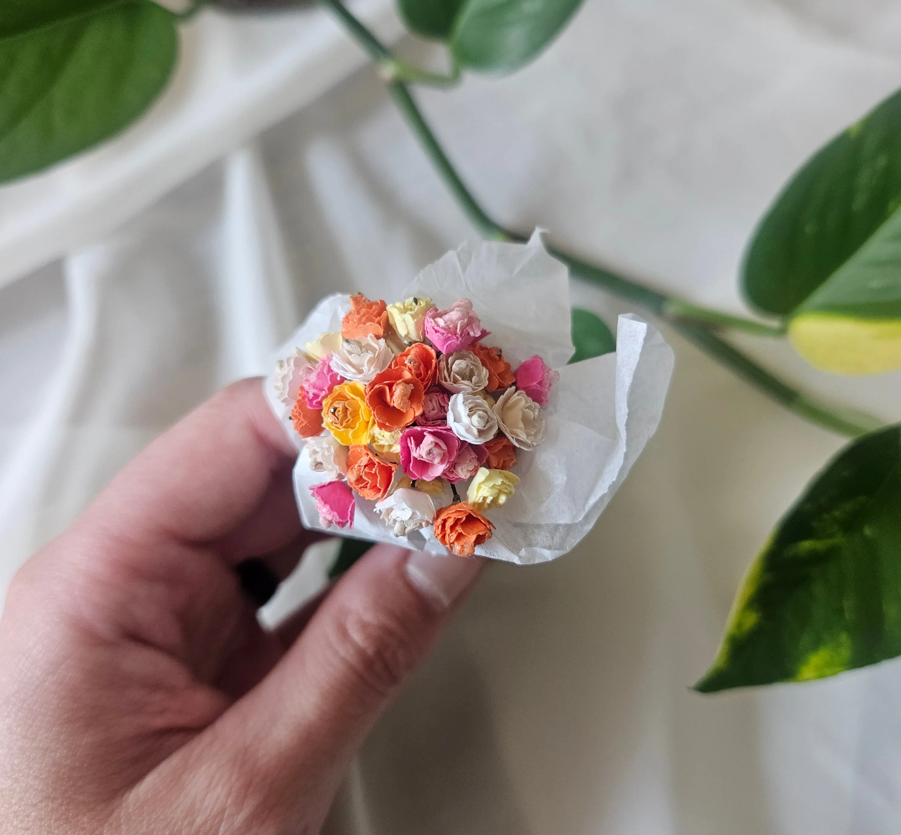 Carnations