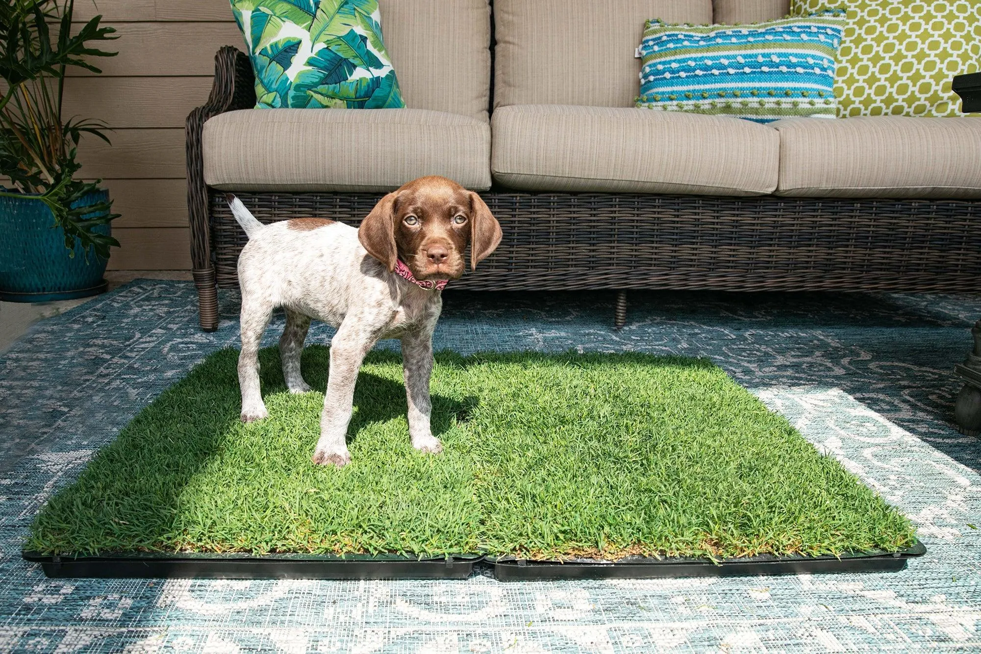 Gotta Go Grass 2 Pack with Tray   Waste Bags   Waste Bag Dispenser