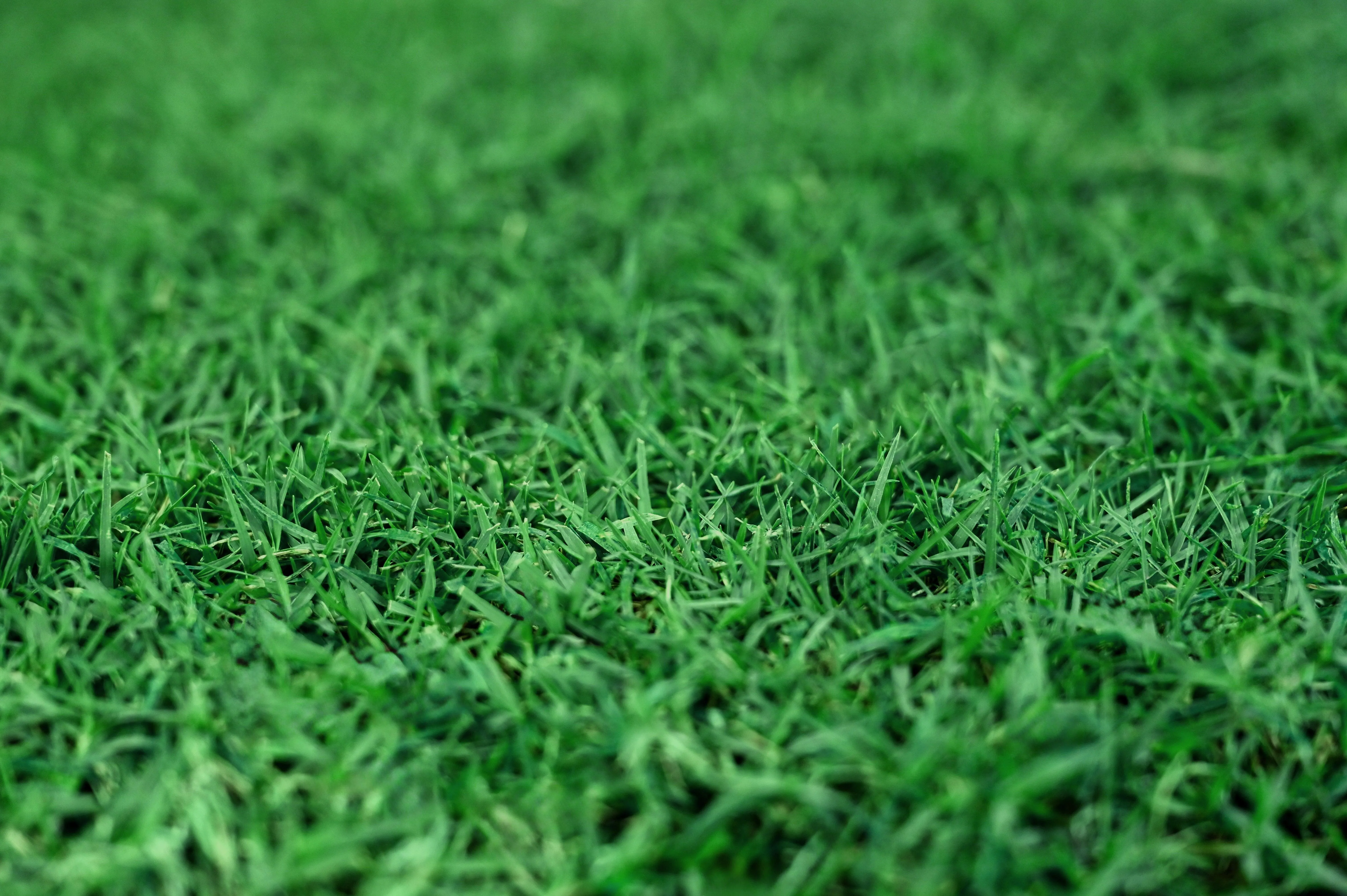 Gotta Go Grass 2 Pack with Tray   Waste Bags   Waste Bag Dispenser