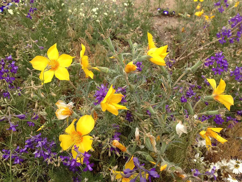 Lindley’s Blazing Star  2000 Seeds  Mentzelia lindleyi