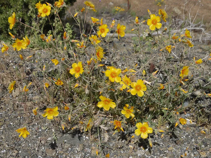 Lindley’s Blazing Star  2000 Seeds  Mentzelia lindleyi
