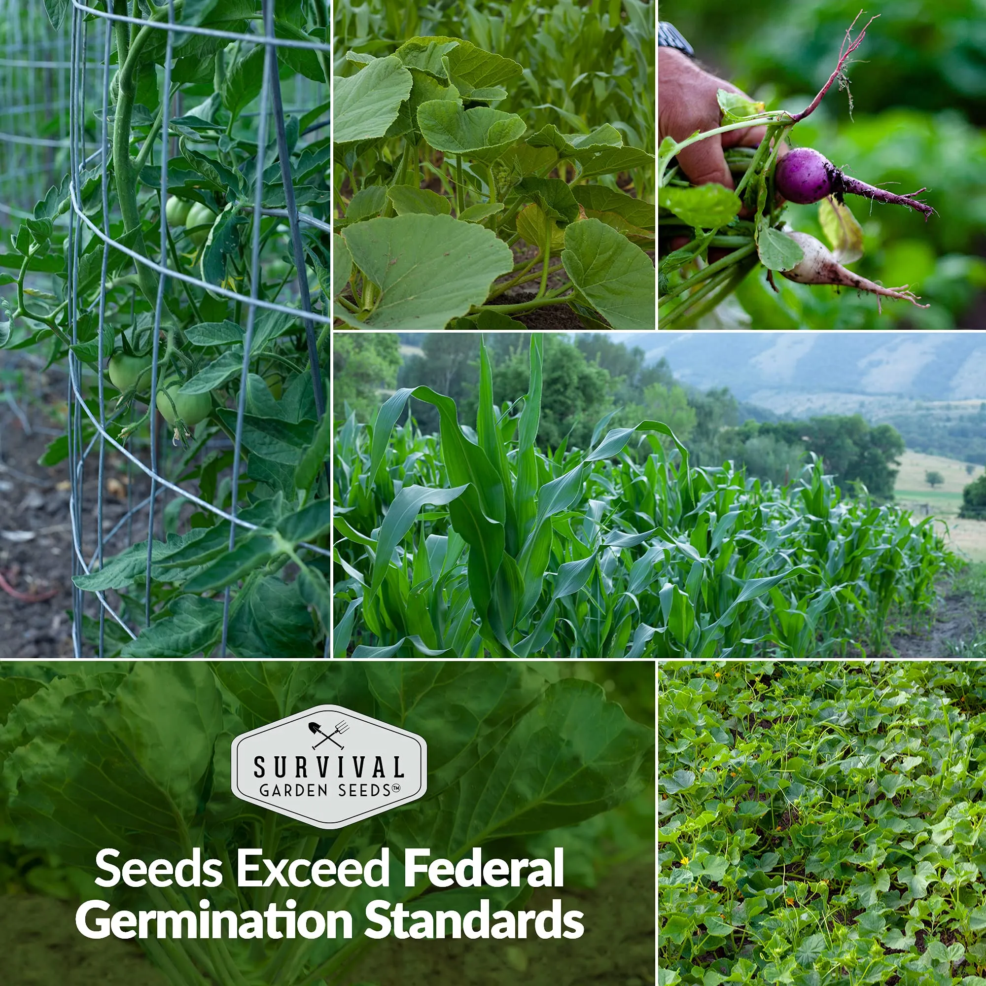 Survival Garden Heirloom Vegetable Seeds - Non-GMO Seed Varieties for Planting - 18,500  (30 Pack) Home Garden Vegetables, Fruits & Herbs - Plant & Grow Food Stores - Emergency Preparedness Gear
